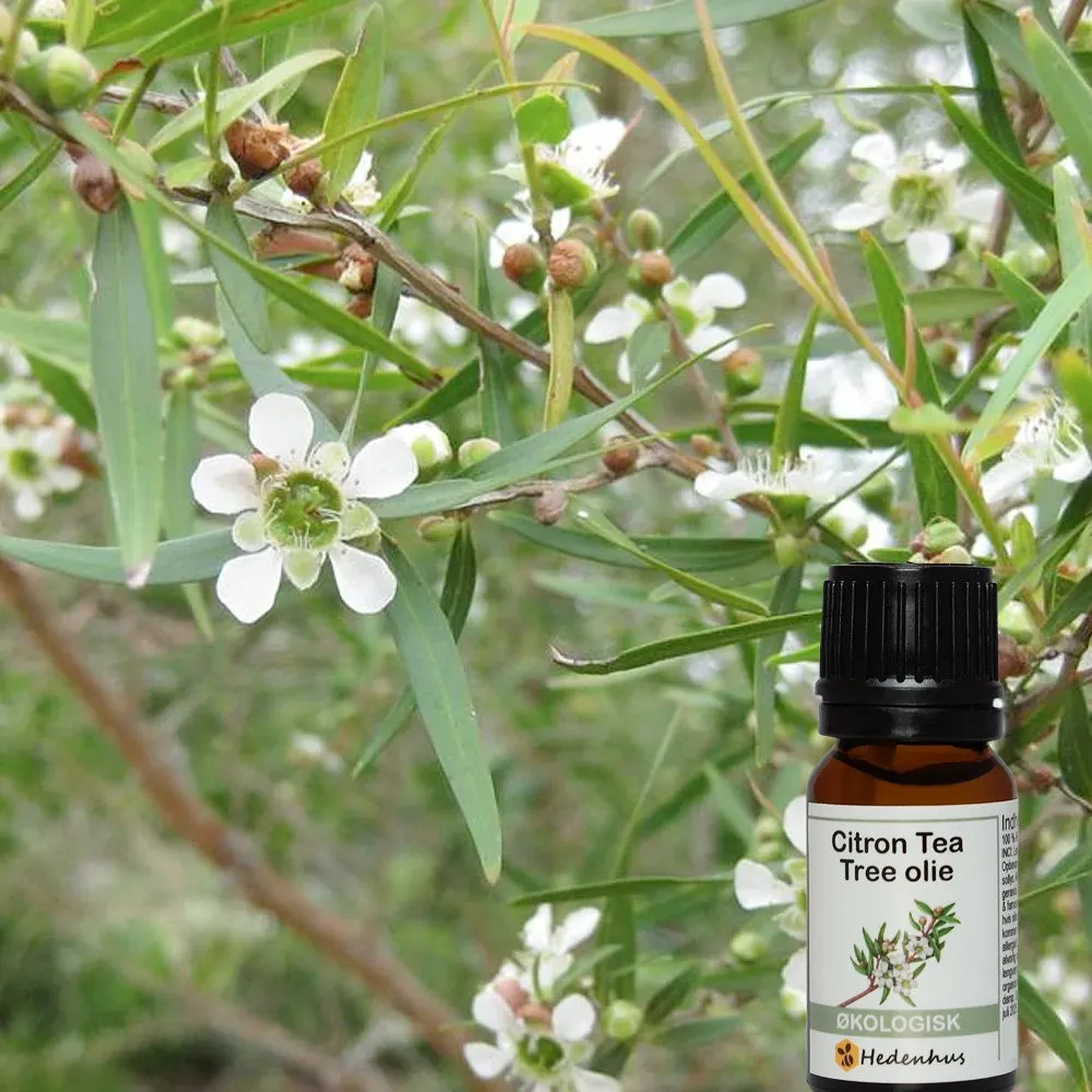 Hedenhus Citron Tea Tree olie æterisk økologisk frisk duft