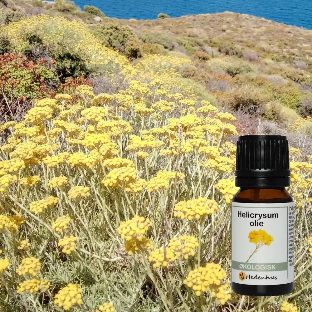 Hedenhus Helicrysum Immortelle Æterisk Olie Økologisk