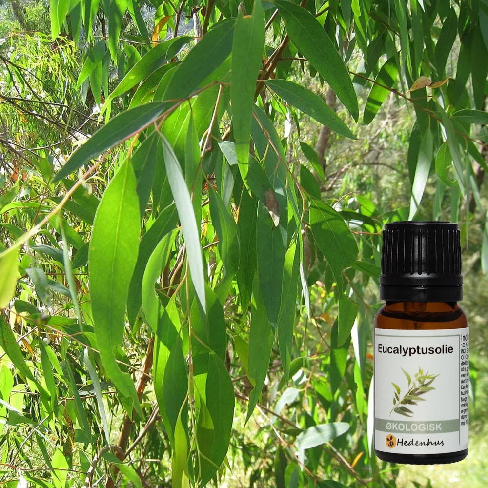 Hedenhus økologisk eucalyptusolie æterisk